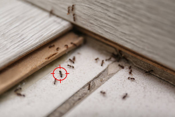 Best Insect Control  in Waverly, MI