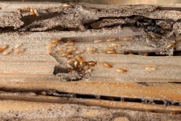Best Pest Inspection Near Me  in Waverly, MI